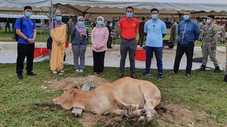 Contributing two cows for Aidiladha
